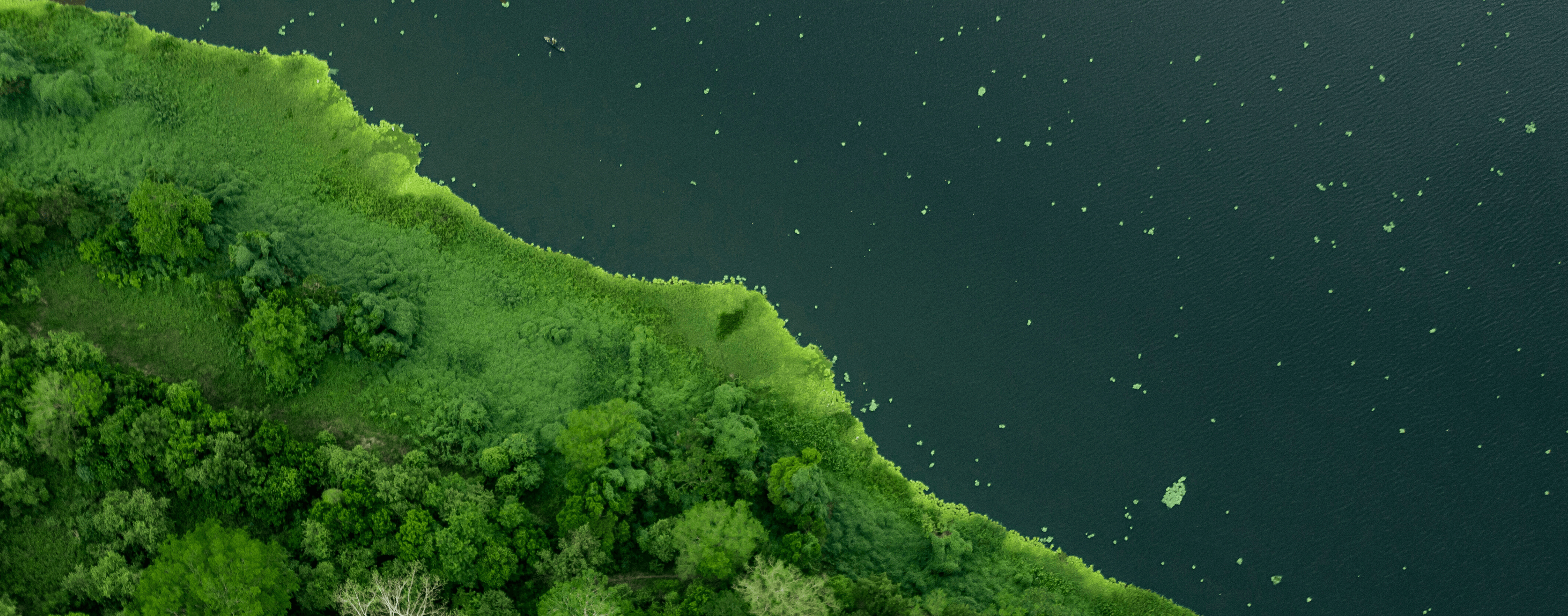 An overview photo of a forested green area next to a lake.