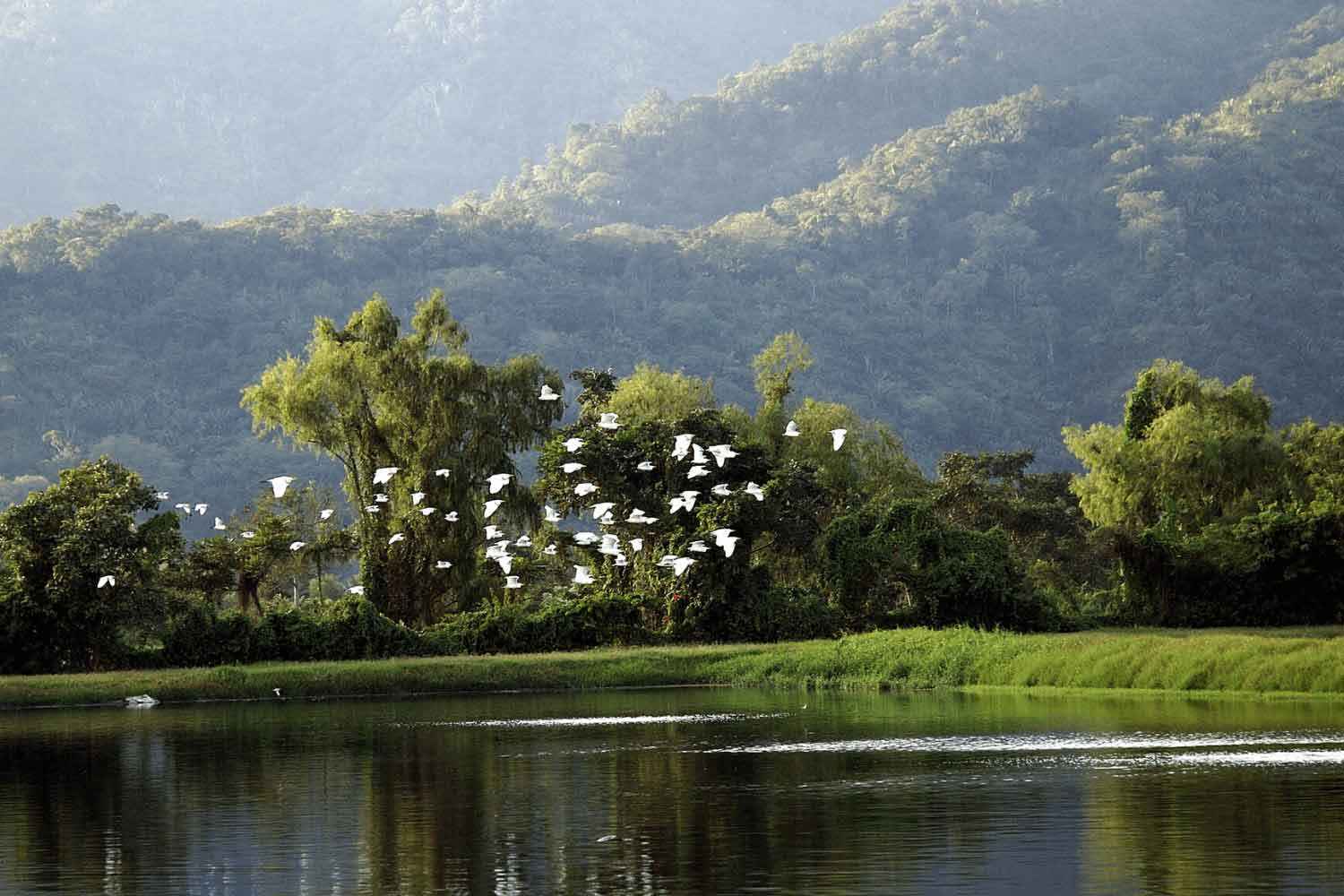 Des oiseaux volant au-dessus de l’eau au Biotop de Gildan au Honduras.