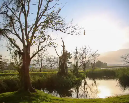 A photo of a tree nest to Gildan's Biotop in Honduras.