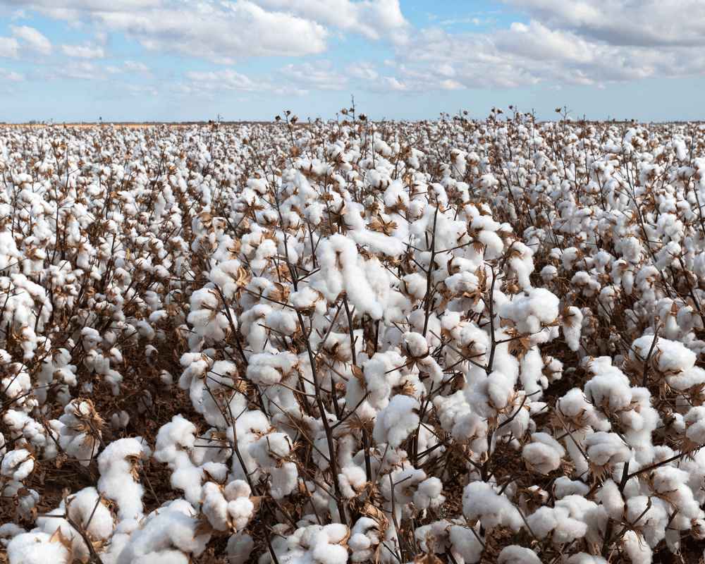 Un champ de coton.