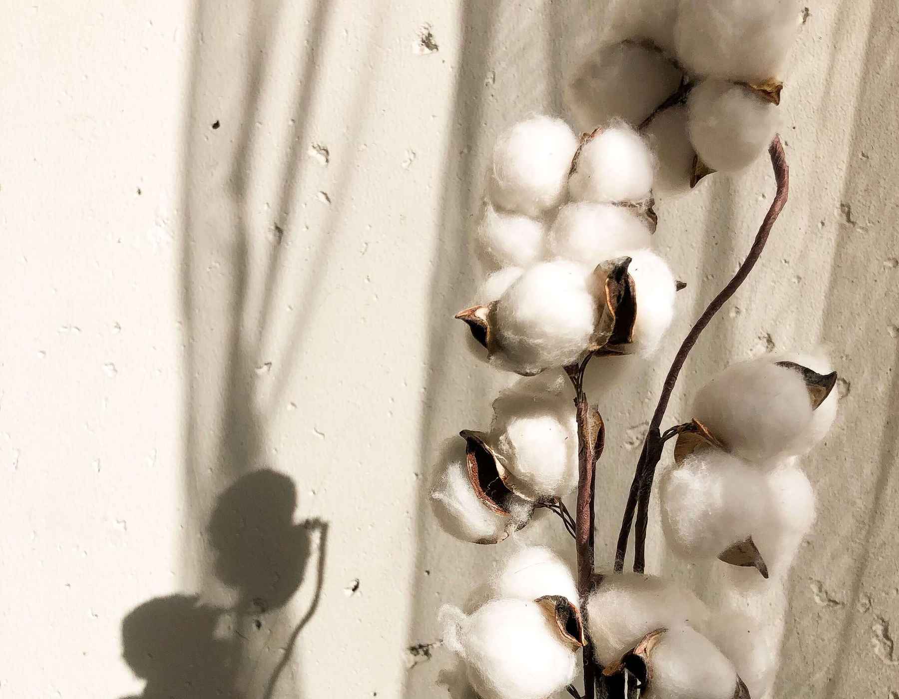 Un tallo de algodón contra una pared blanca.
