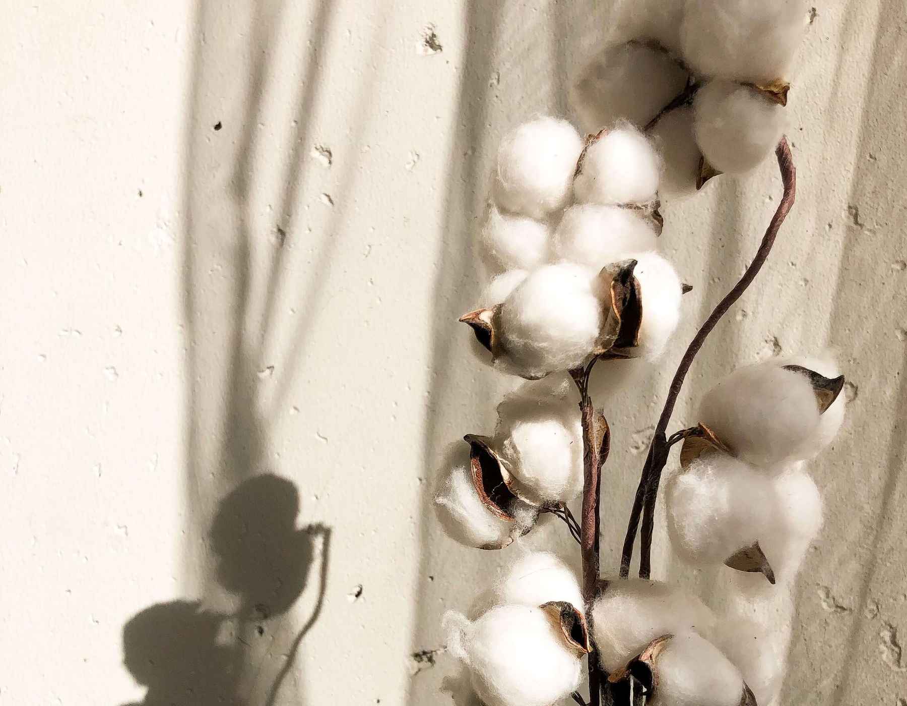 A stem of cotton up against a white wall.