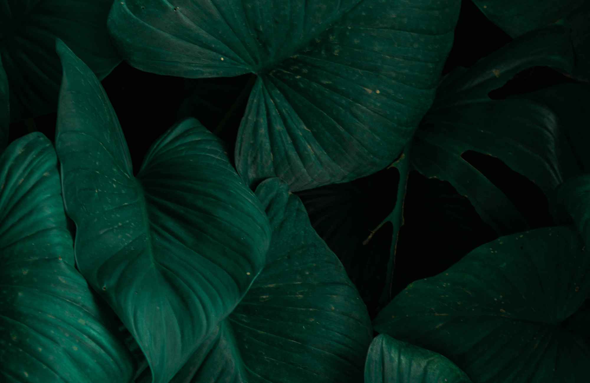 Close-up of dark green leaves