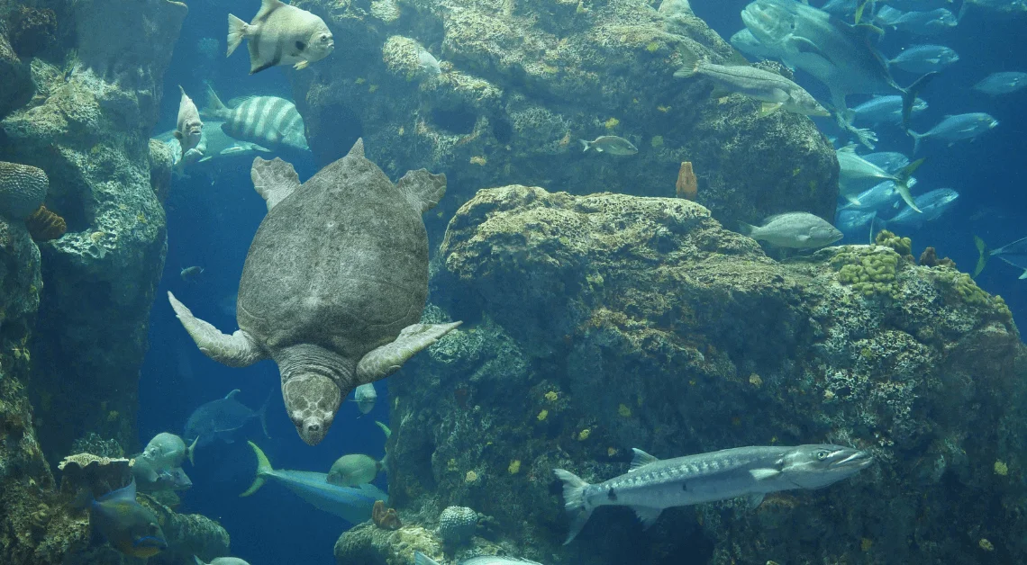 Un acuario oscuro con tortugas y peces nadando.