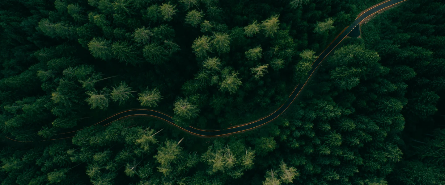 An aerial shot of a pine forest with a road weaving through it.